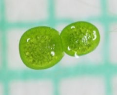 Wolffia globosa Khai Nam Wolffia globosa Khai Nam